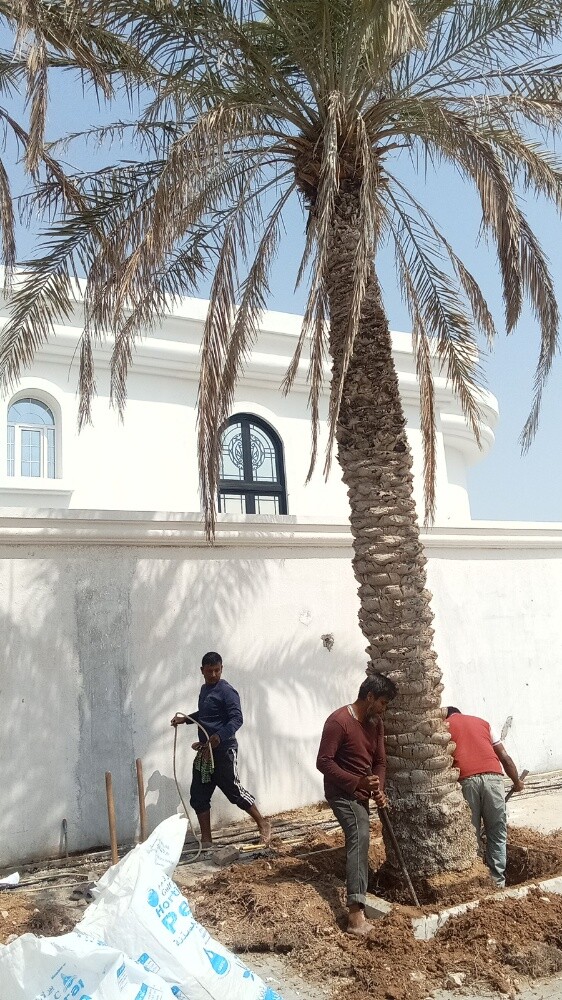 قطع الاشجار ونقل النخيل وزراعته - 5