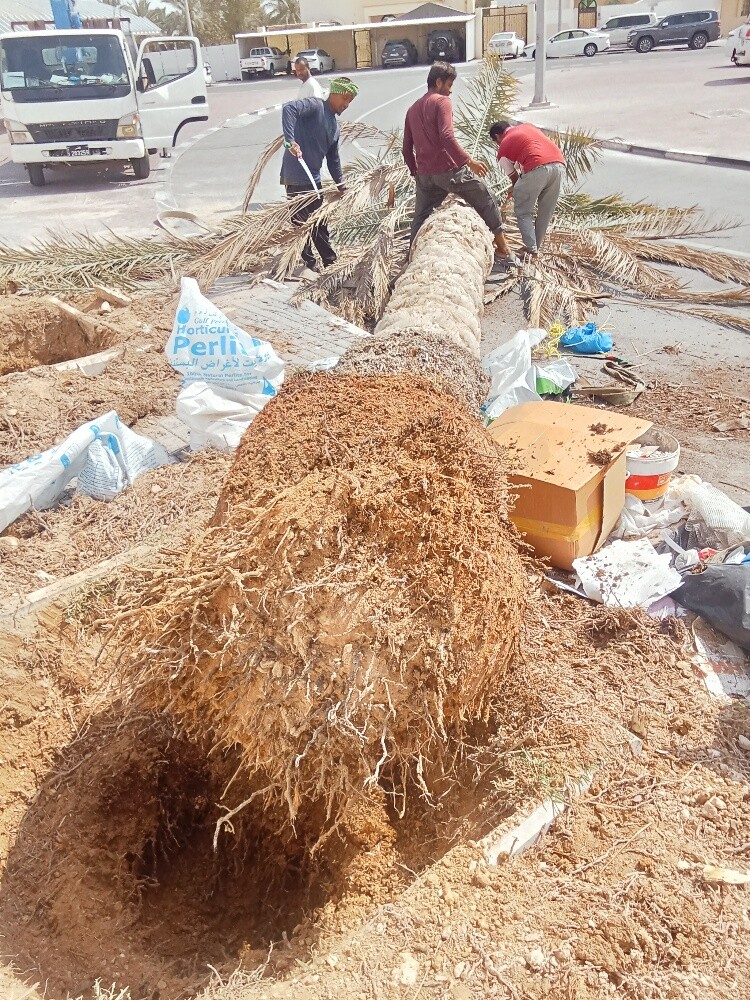 قطع الاشجار ونقل النخيل وزراعته - 2