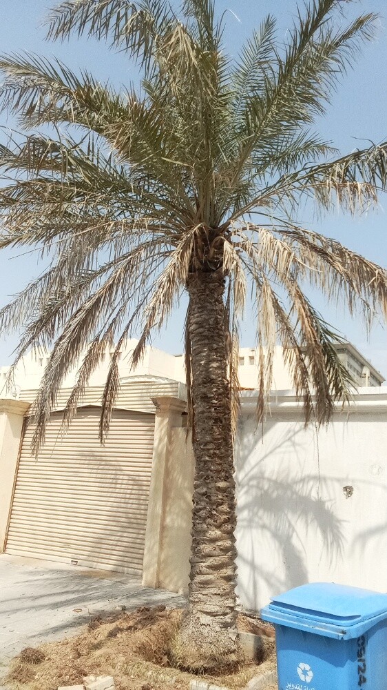 قطع الاشجار ونقل النخيل وزراعته - 3