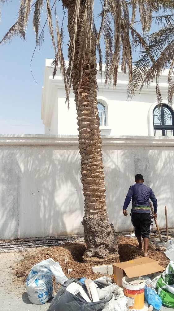 قطع الاشجار ونقل النخيل وزراعته - 4