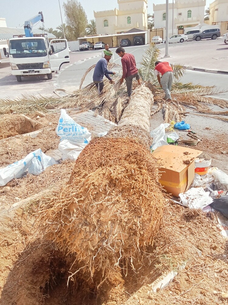 قطع الاشجار ونقل النخيل وزراعته - 1