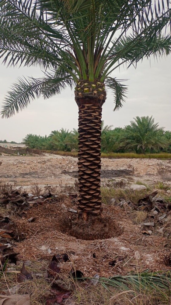 تقطيع الأشجار ونقل النخيل وزراعته - 5