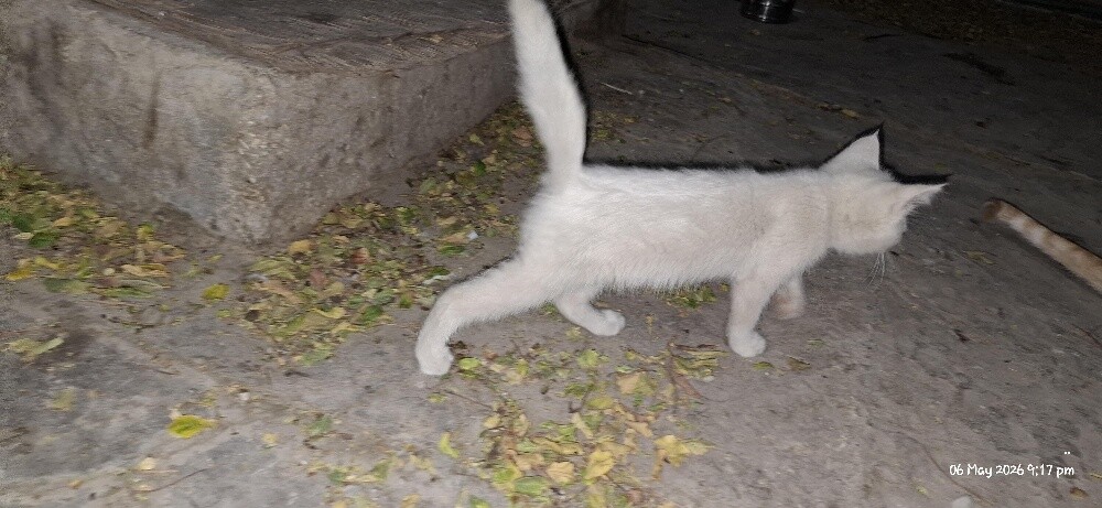 Persian cross - 6