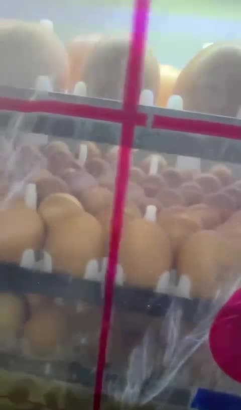 بيض رود ايلند فرش يومي - 4