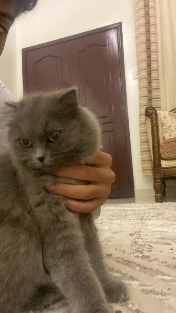 قط سيبري سكوتش - 3