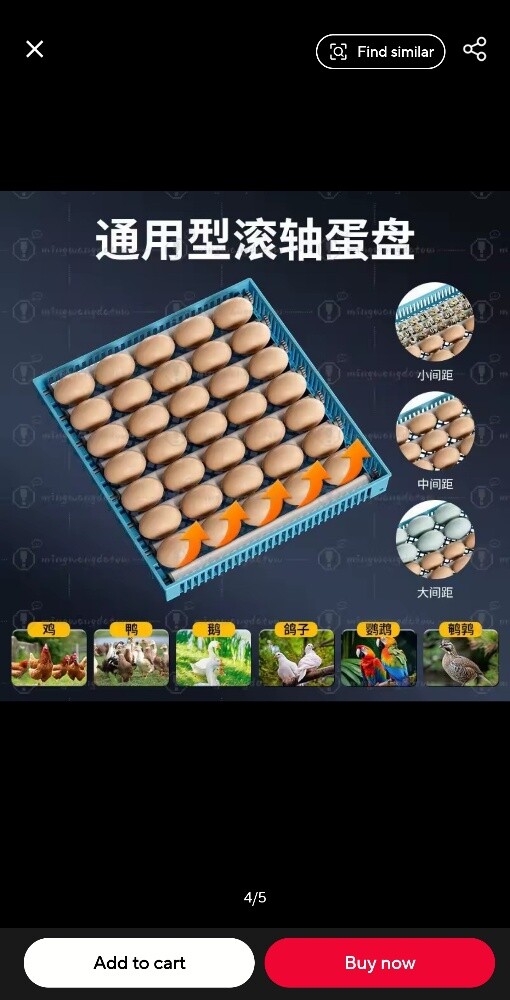 يتوفر بيض دجاج مخصب للتفقيس - 1