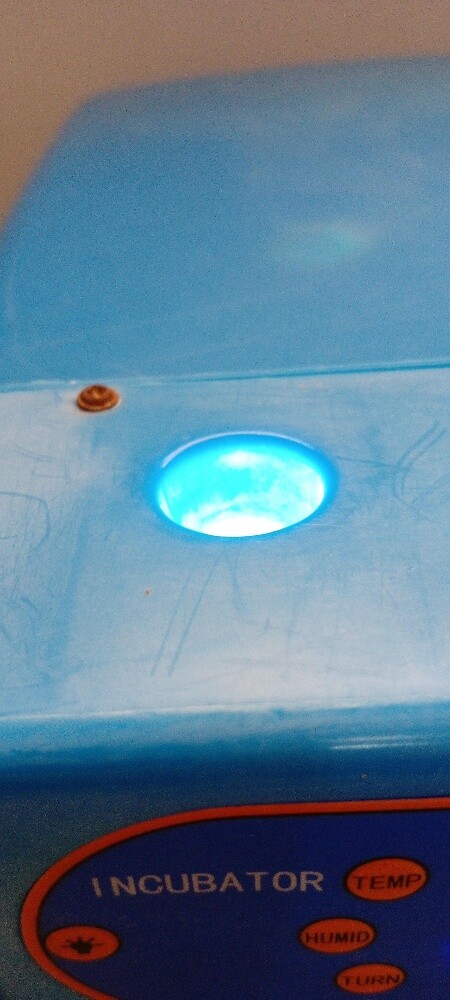 MINI INCUBATOR - 4