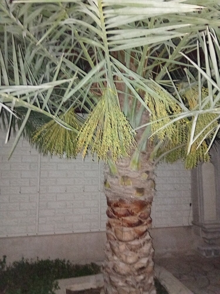 انواع انخيل - 3