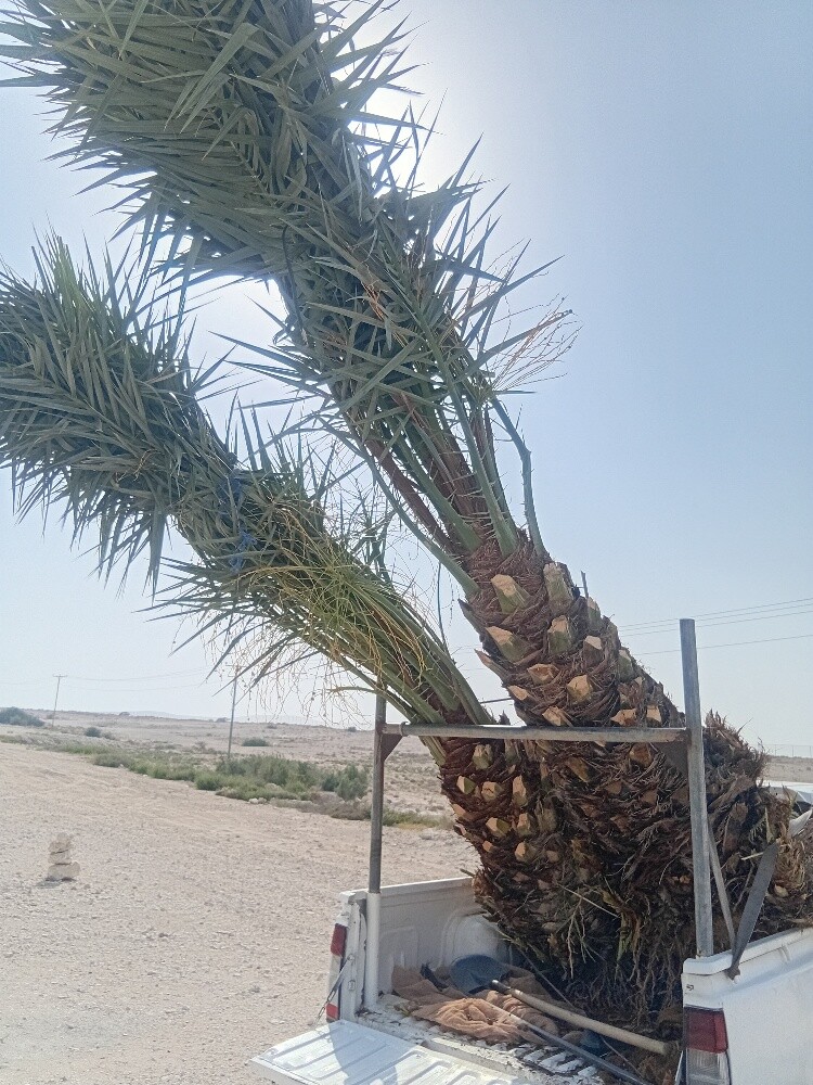 انواع انخيل - 1