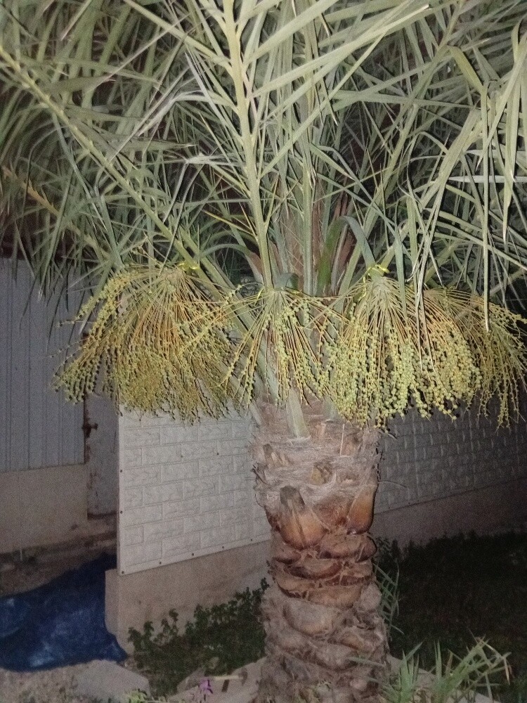 انواع انخيل - 2