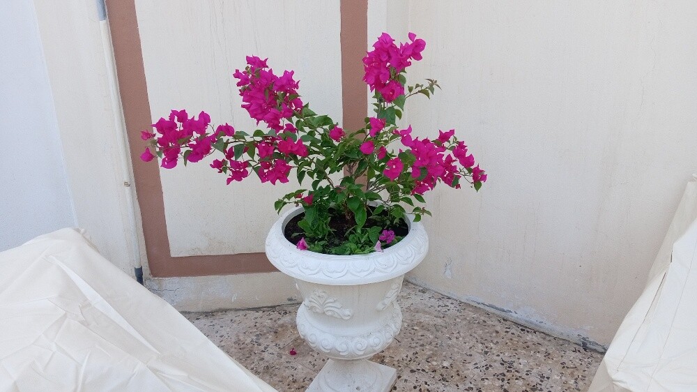 تنسيق حدائق - 5