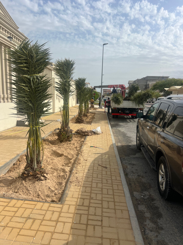 توريدوزراعه نخيل مثمر وزينه - 9