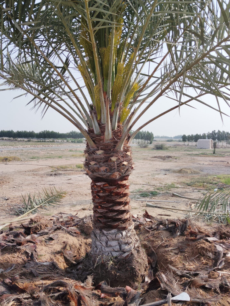توريدوزراعه نخيل مثمر وزينه - 16