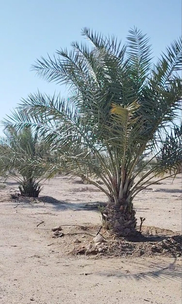 توريدوزراعه نخيل مثمر وزينه - 12