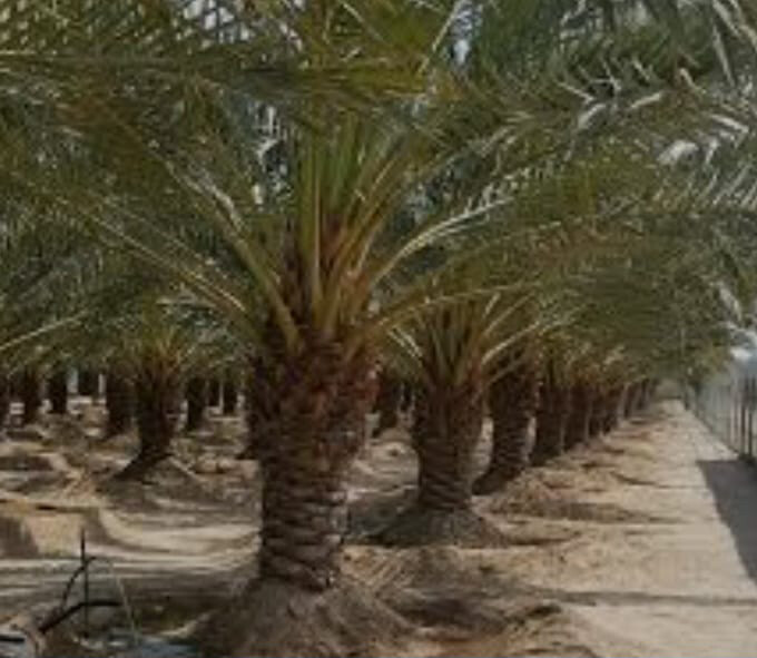 توريدوزراعه نخيل مثمر وزينه - 23