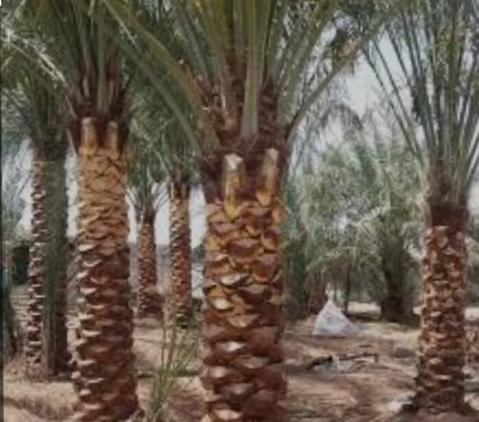 توريدوزراعه نخيل مثمر وزينه - 24