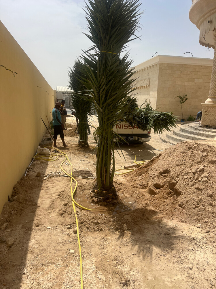 توريدوزراعه النخيل المثمر والزينه - 6