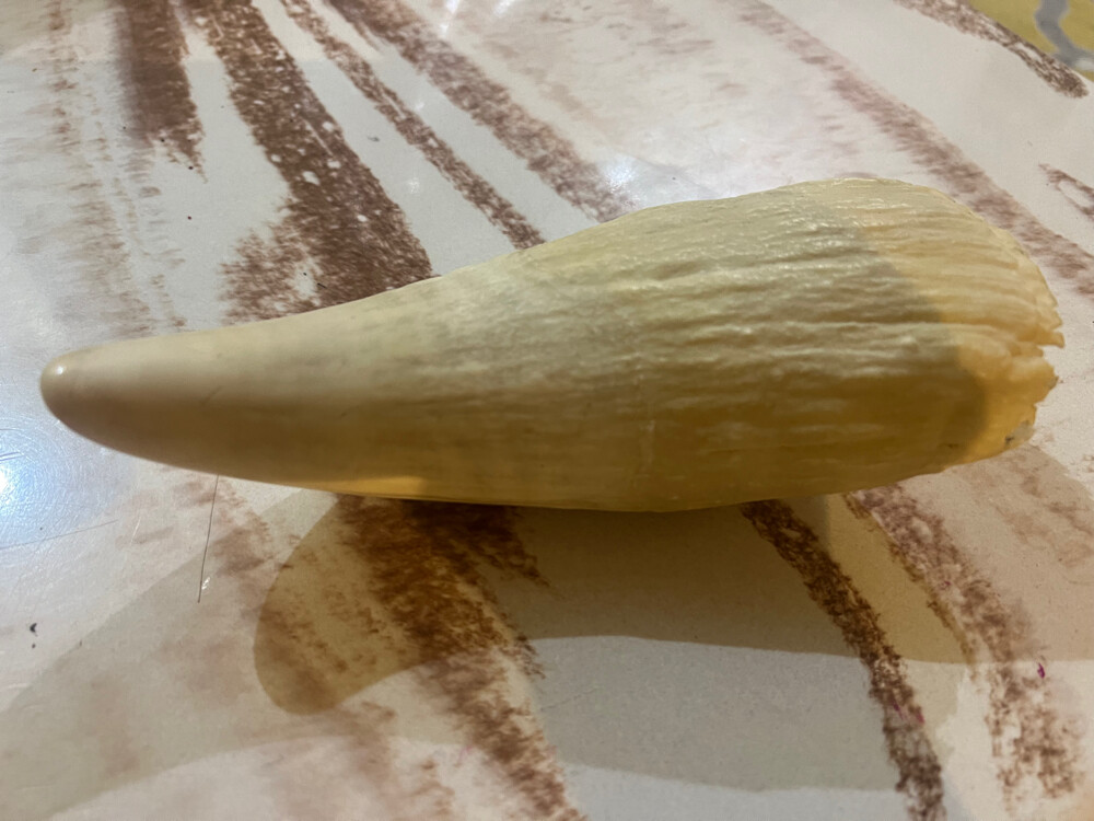 Sperm Whale Tooth - 1