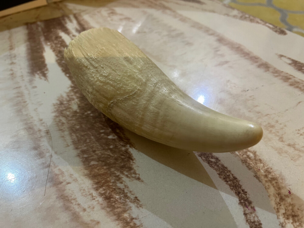 Sperm Whale Tooth - 2