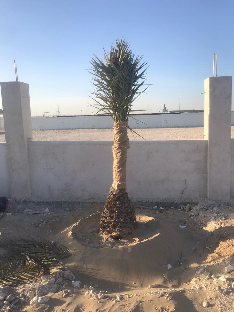 زراعه النخل - 4