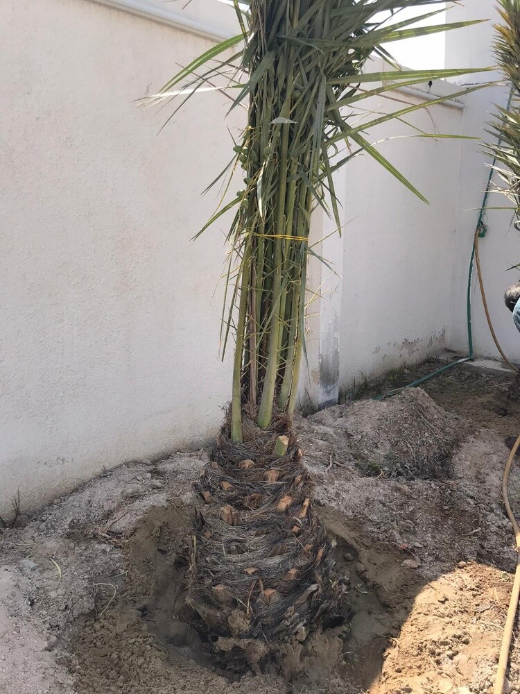 زراعه النخل - 2