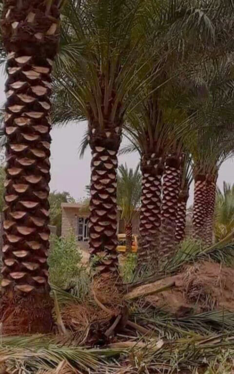 توريدوزراعه النخيل المثمر والزينه - 10
