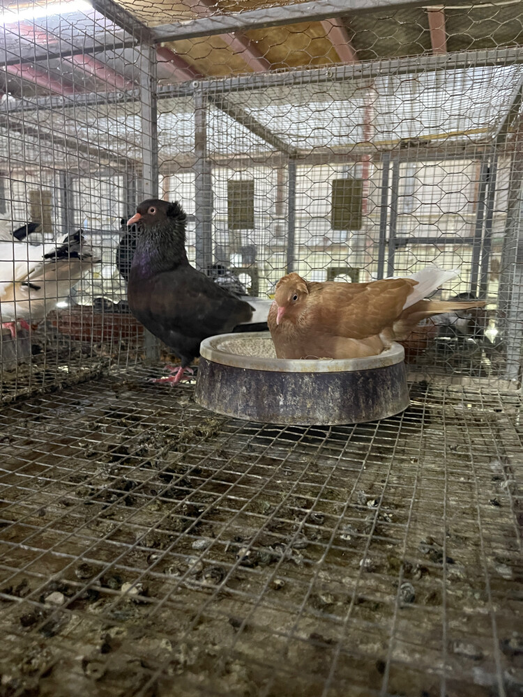 هاي فلاير - 2