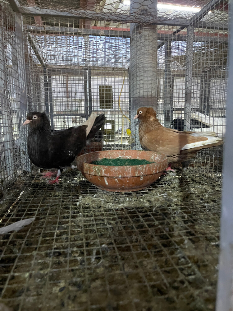 هاي فلاير - 1