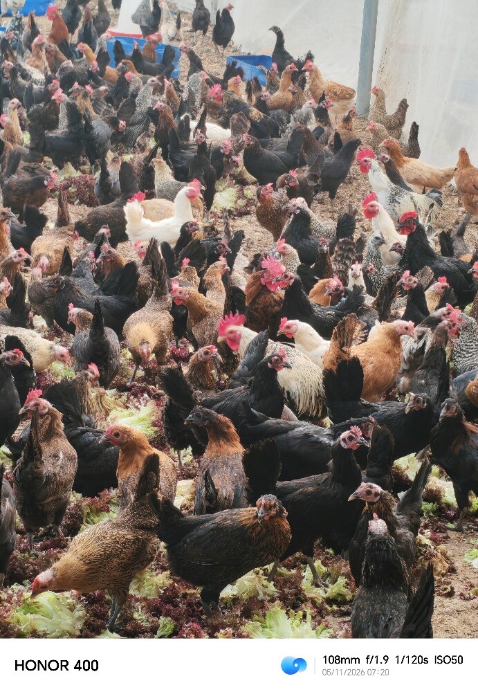 chicken - 1