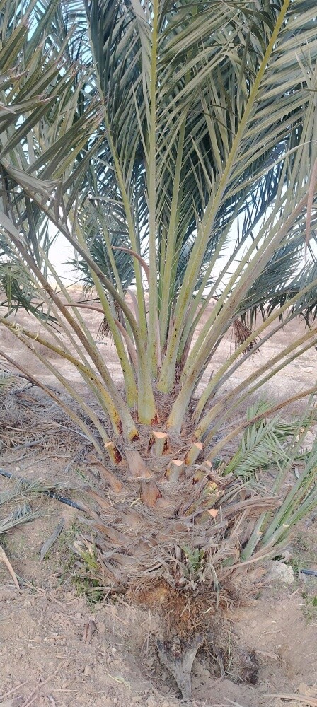 زراعه النخل - 3