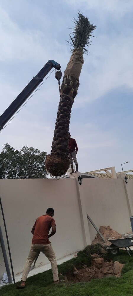 زراعه النخل - 4