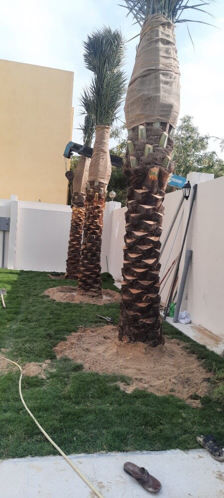 النخل - 3