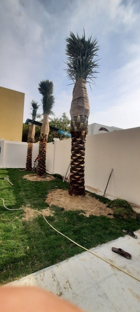 النخل - 2