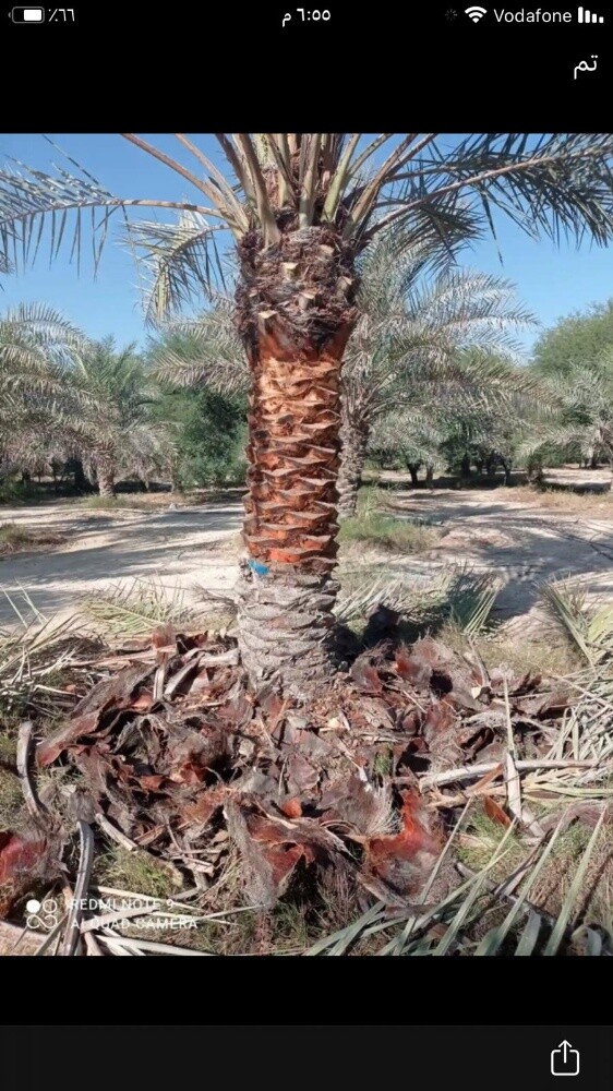 قطع الأشجار ونقل النخيل وزراعته - 7