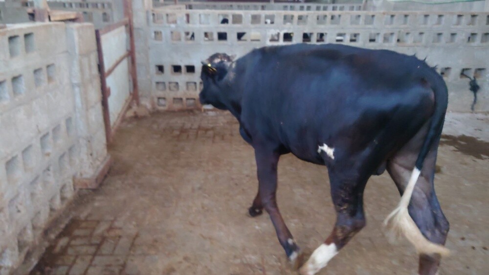 HOLSTEIN CALF - 3