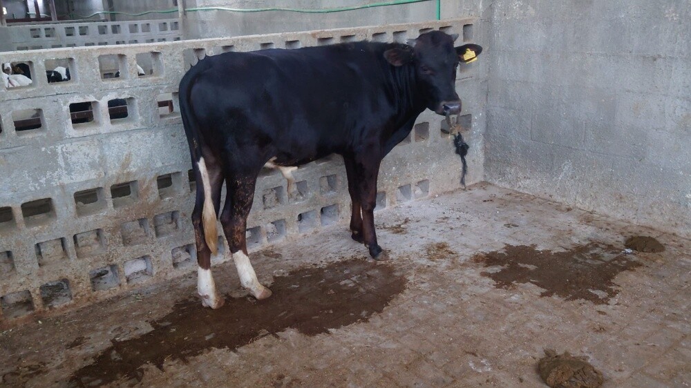HOLSTEIN CALF - 2