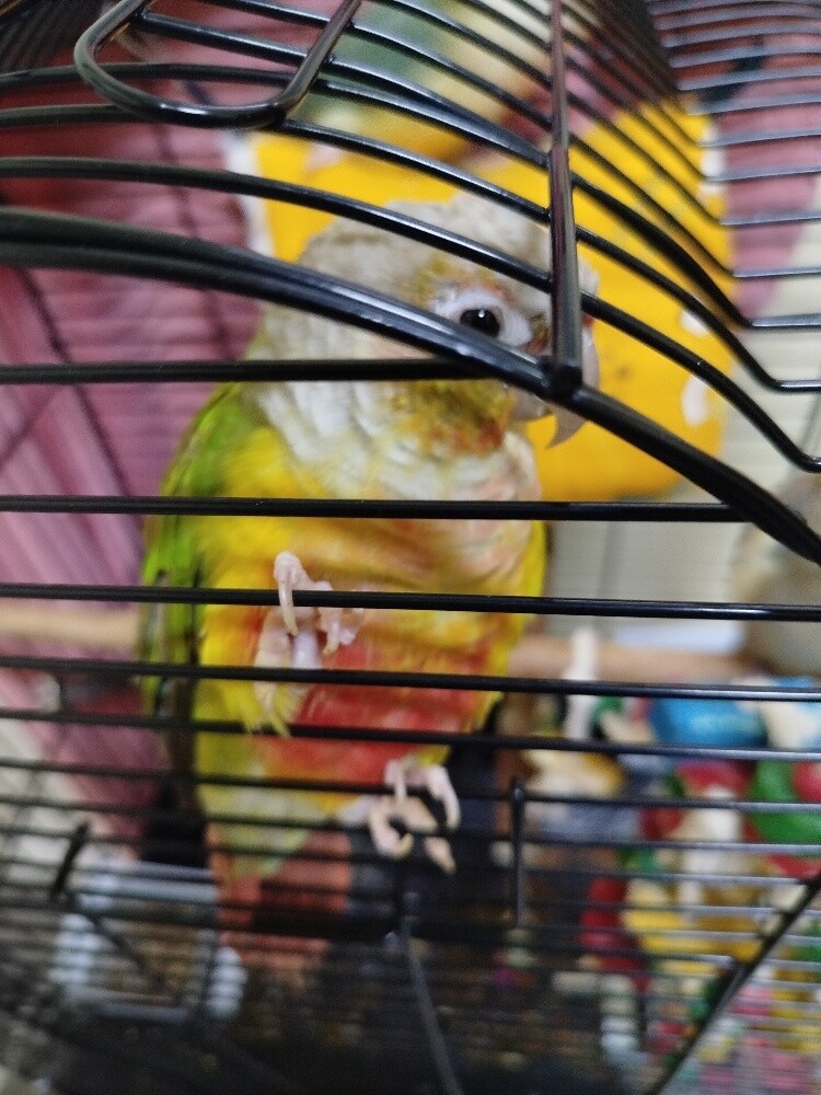 Birds for sale - 2