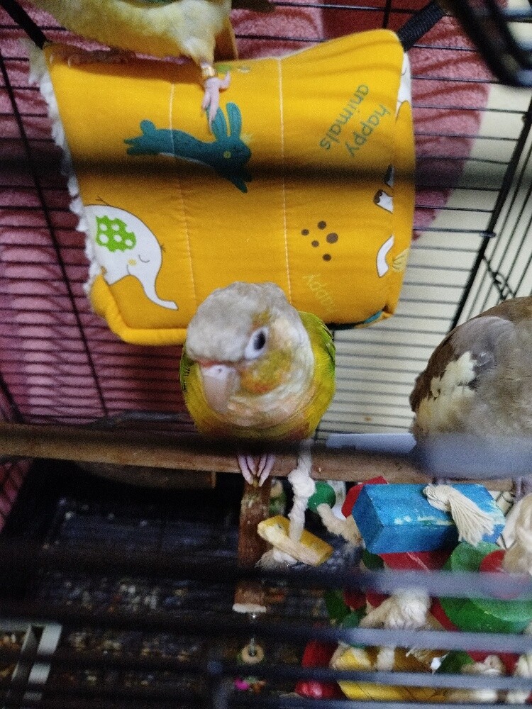 Birds for sale - 1