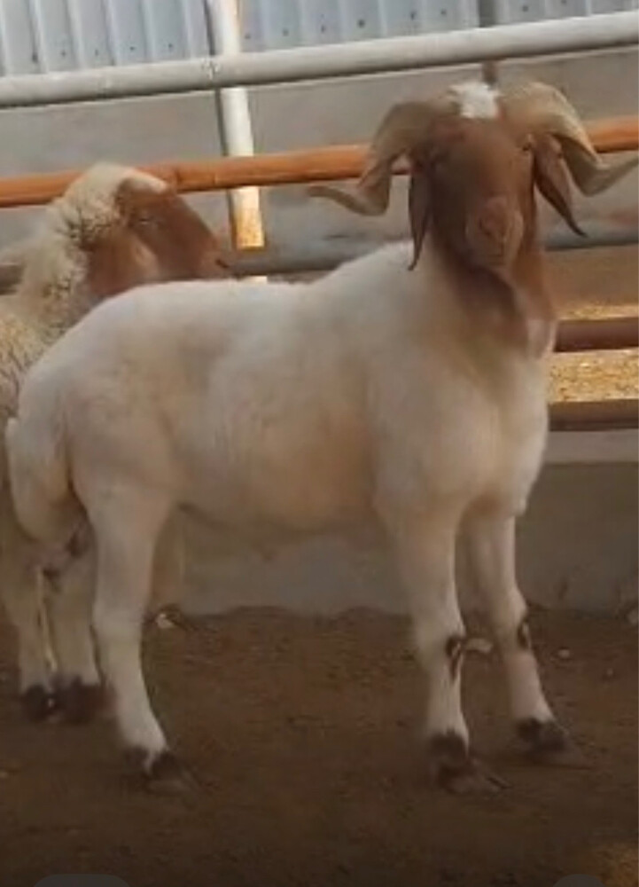 خروف سوريا - 3