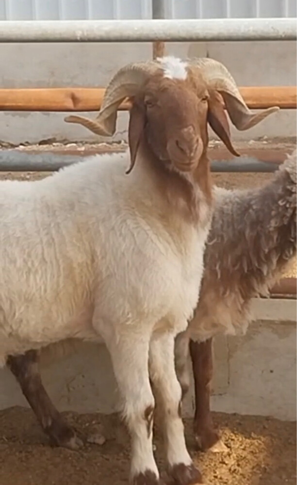 خروف سوريا - 2