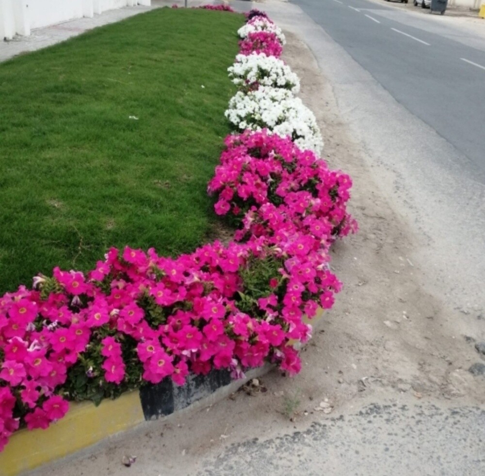 أبو جنا - 4