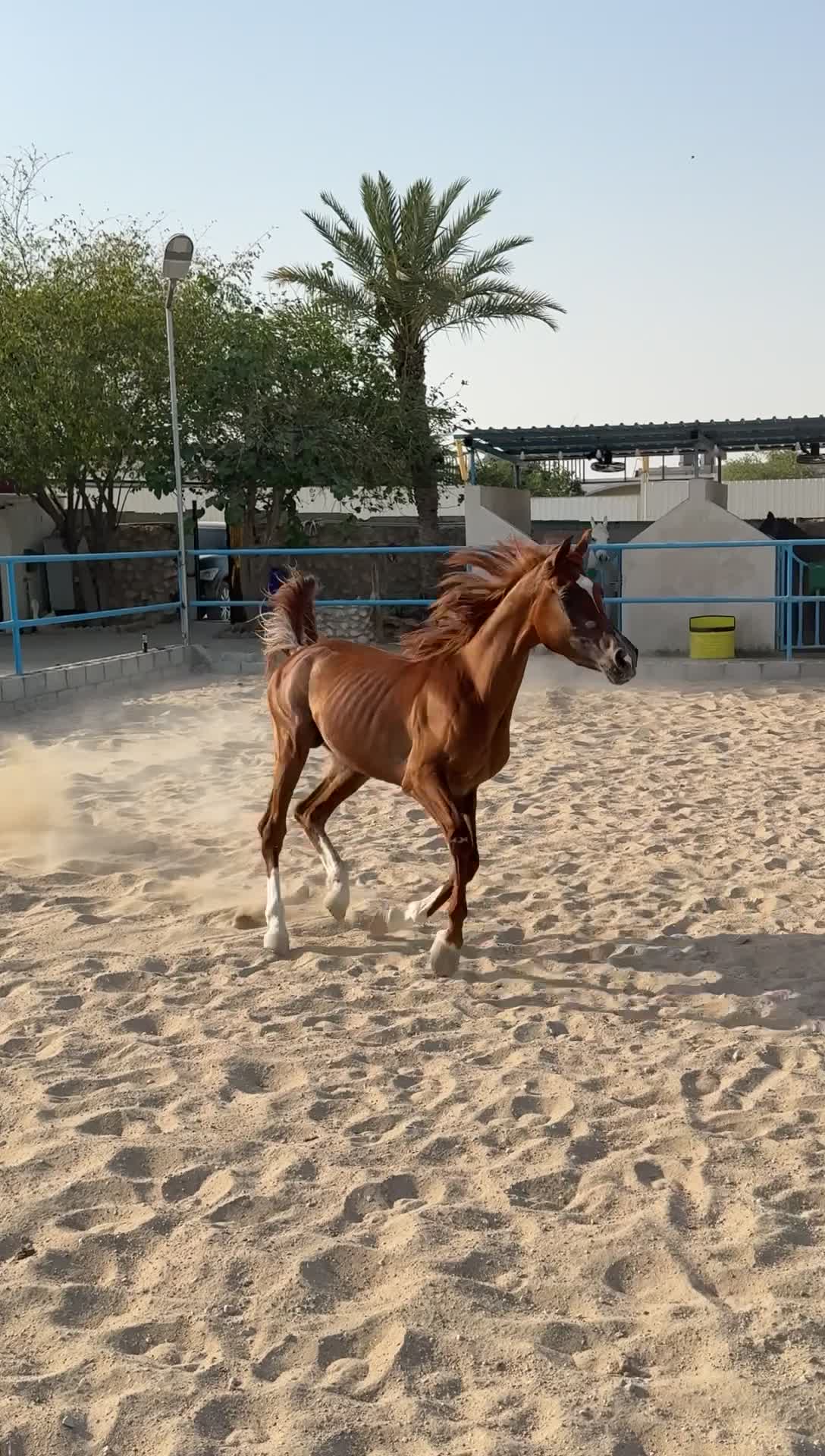 مهر عربي  - 2
