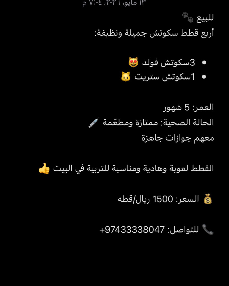 قطط سكوتش للبيع - 2