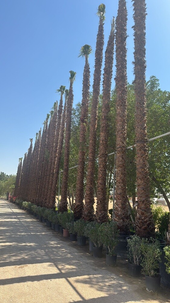 زراعة أشجار - 2
