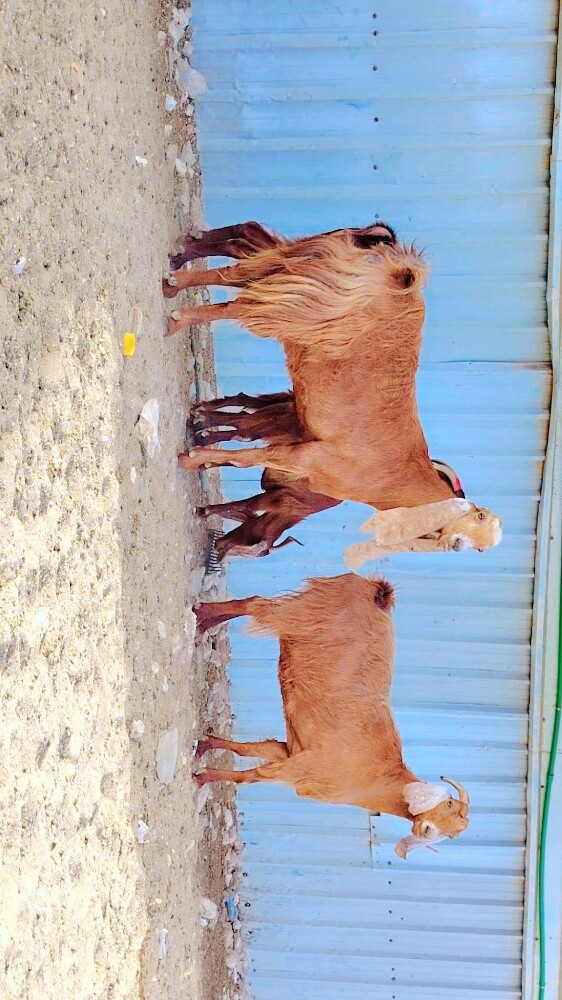 للبيع معزاء عوارض حمرا طيبه - 4