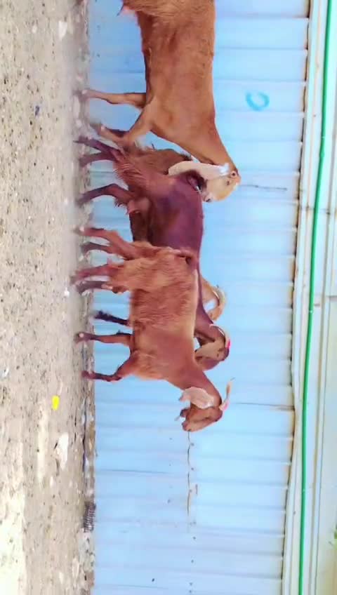 للبيع معزاء عوارض حمرا طيبه - 1