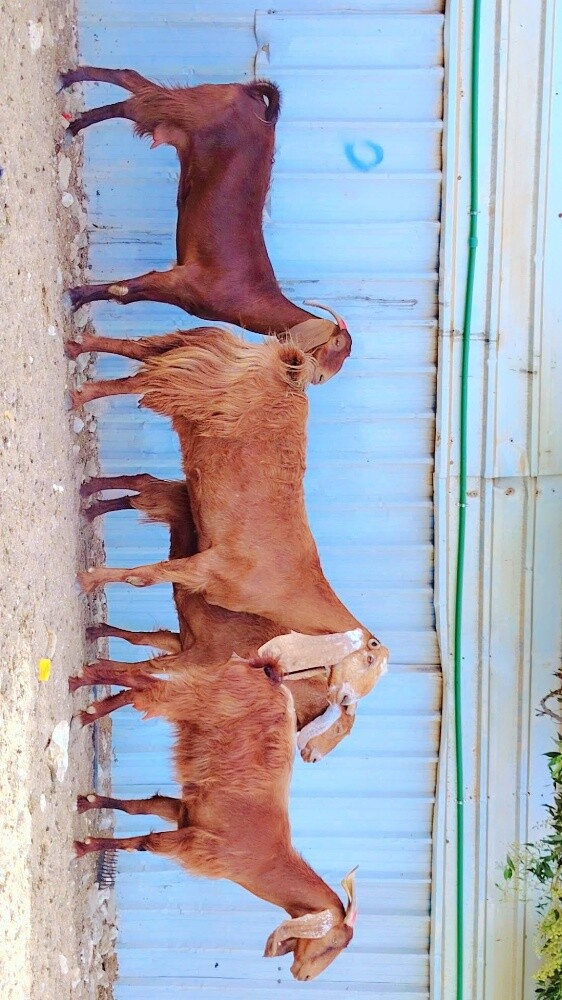للبيع معزاء عوارض حمرا طيبه - 2