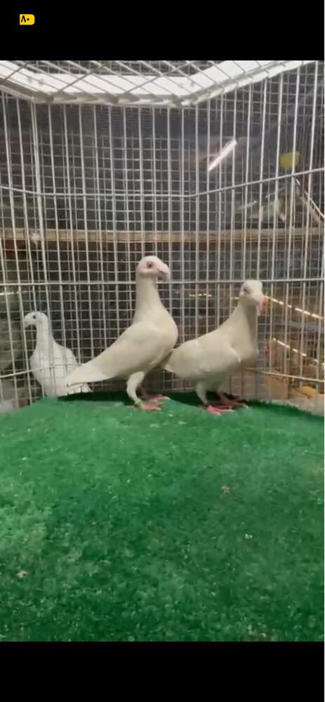 زوج مرسال  - 2