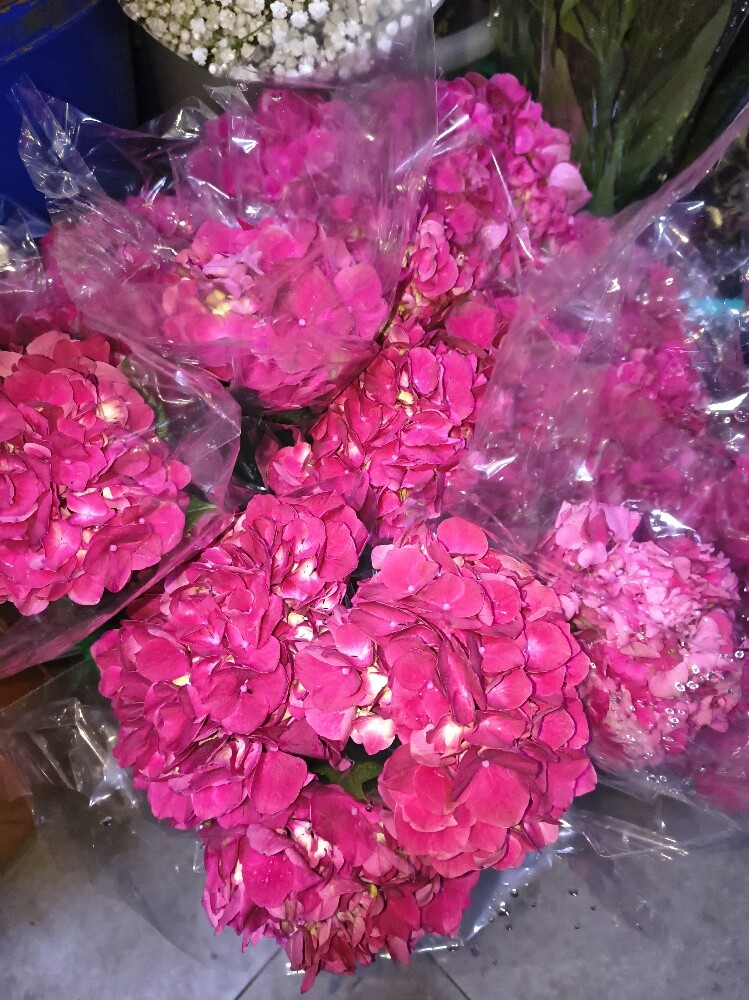 Flowers - 15