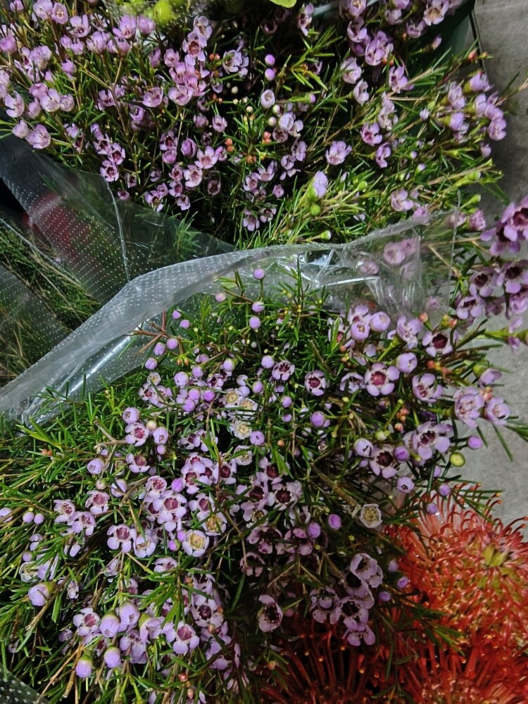 Flowers - 7